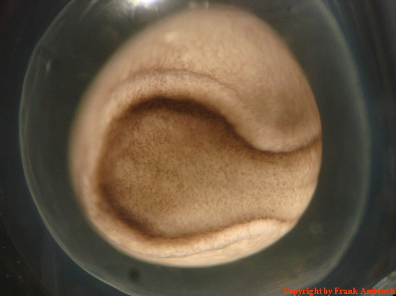 a_Neurulation a_Neurulation