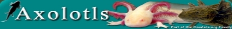 Axolotlorg