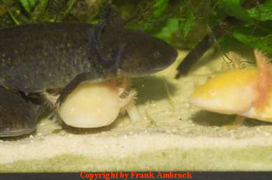 Körperbau Axolotl