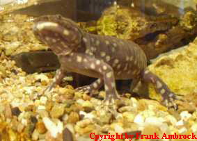 Axolotl nach der Metamorphose