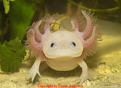 Axolotl Weißling