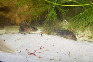 Wasserqualität im Aquarium