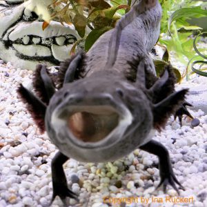 Vergesellschaftung Axolotl