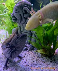 Axolotl online, alle interessanten Informationen zum Axolotl