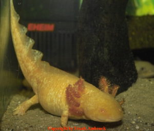 Paarungsverhalten Axolotl