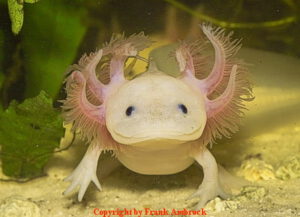 Erste Hilfe beim Axolotl