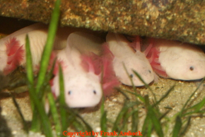 Biologie des Axolotl - Taxonomie-Axolotl-online.de