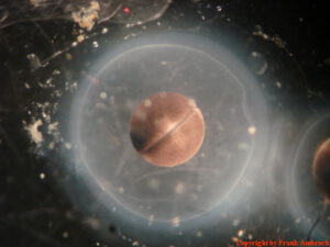 Embryonalentwicklung Axolotl