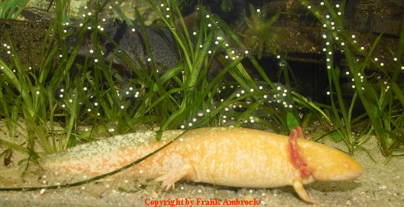 Biologie des Axolotl
