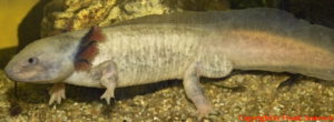 Geschlechter beim Axolotl