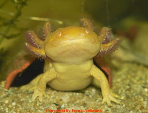 Was ist ein Axolotl