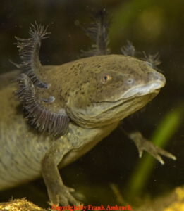 Axolotl Krankheiten