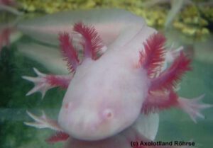 Axolotl Mutationen